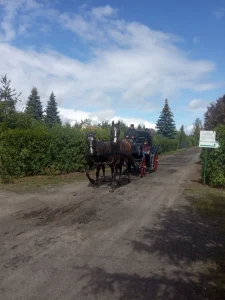 Dzień Dziecka 2022 na ROD im. 40-lecia WP w Pile - bryczka z końmi